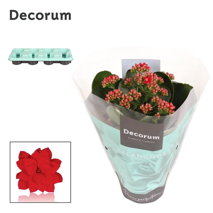 <h4>Kalanchoe Decorum - Red</h4>