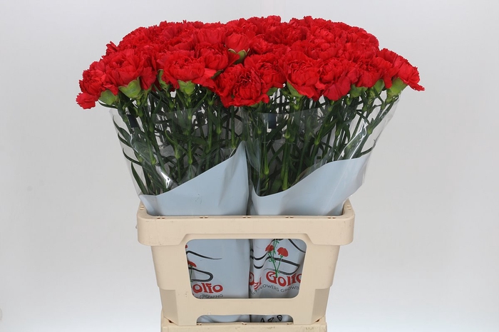 <h4>Dianthus St Arona</h4>