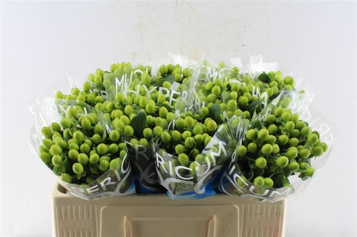 <h4>Hyp Coco Bamboo Green</h4>