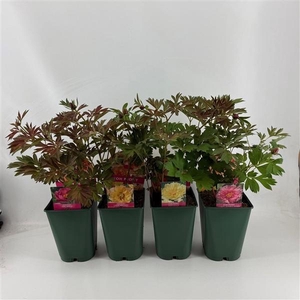 Paeonia (Itoh Grp) mélangé