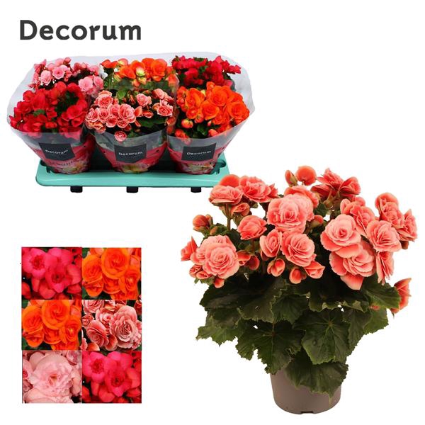 <h4>Begonia Dark Mix</h4>