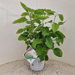 Hydrangea arborescens