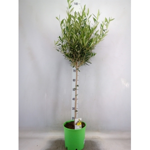 Olea europaea
