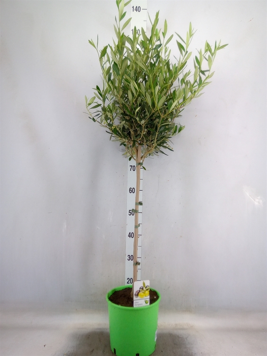 <h4>Olea europaea</h4>