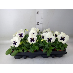 Viola wr. 'Colossus White wBlotch'