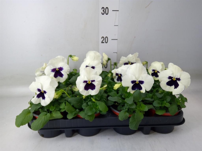 <h4>Viola wr. 'Colossus White wBlotch'</h4>