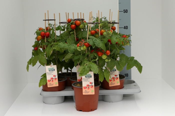 <h4>TOMATENPLANTEN</h4>