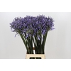 Agapanthus Happy Blue