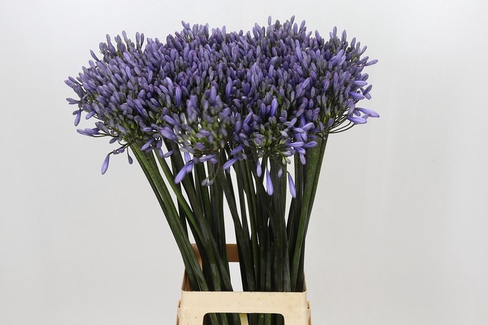 <h4>Agapanthus Happy Blue</h4>