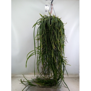 Rhipsalis   ...