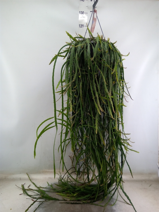 <h4>Rhipsalis   ...</h4>