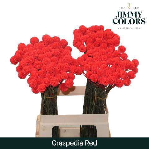 <h4>Craspedia L60 Red</h4>