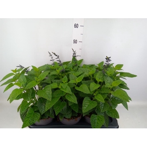 Salvia  'Black and Bloom'