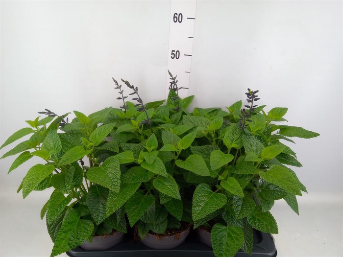 <h4>Salvia  'Black and Bloom'</h4>