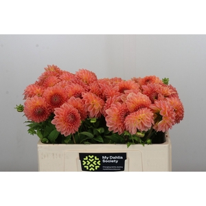 Dahlia Hillcrest Suffusion