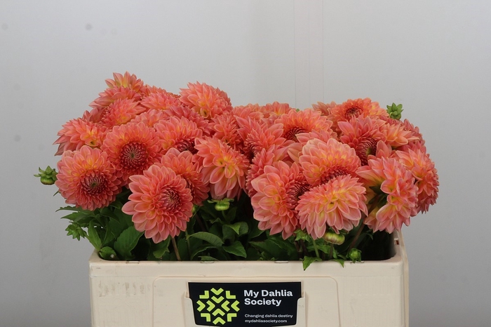 <h4>Dahlia Hillcrest Suffusion</h4>