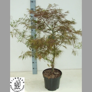 ACER PA GARNET