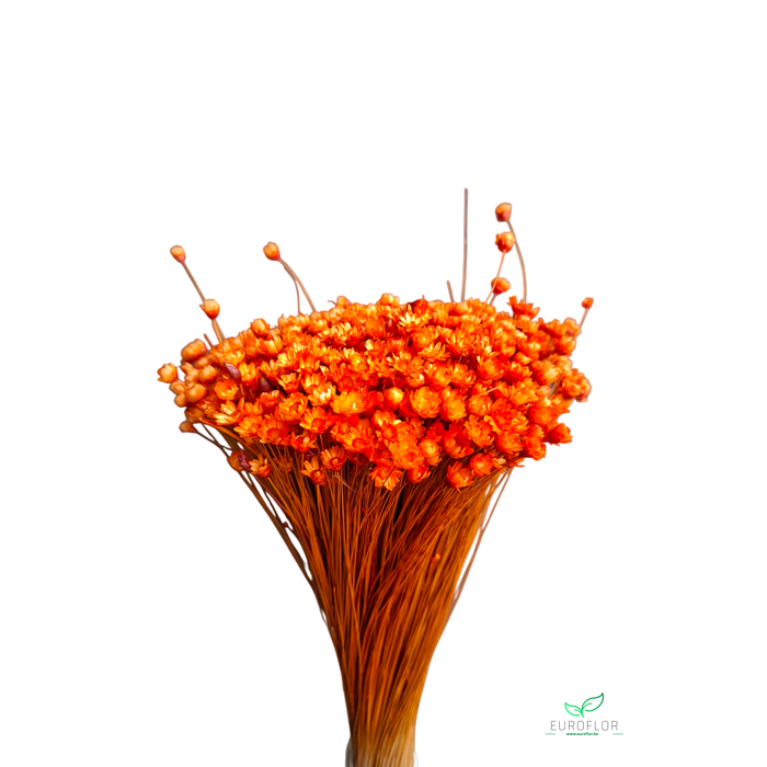 <h4>DRIED FLOWERS - GLIXIA ORANJE 100GR</h4>