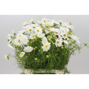Cosmos White