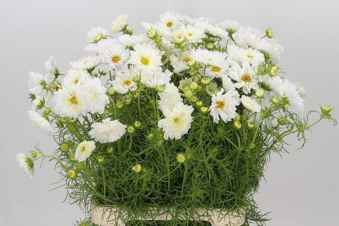 <h4>Cosmos White</h4>