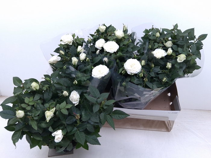 arr8 Ro Fav Ro White