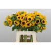 Helianthus Orange Fire