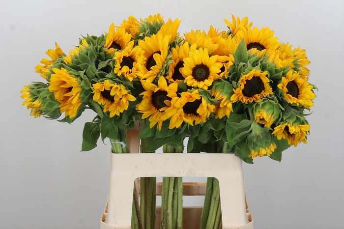 Helianthus Orange Fire
