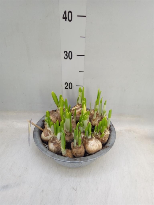 <h4>Arr. Narcissus</h4>