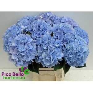 Hydrangea verena blue