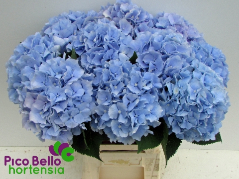 <h4>Hydrangea verena blue</h4>