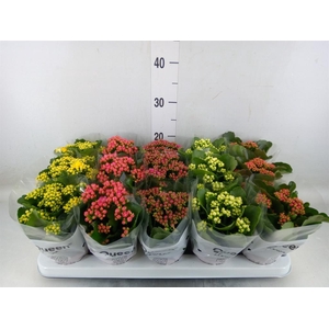 Kalanchoe blos.   ..rosebud mix  5