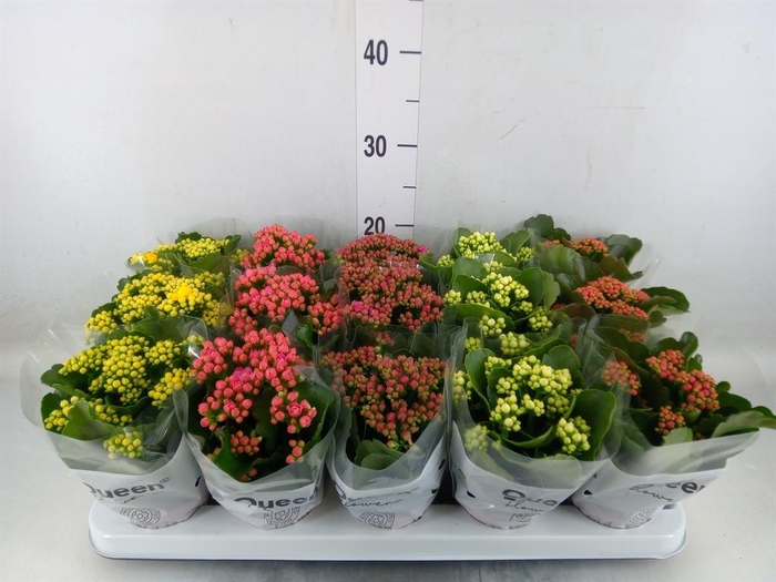 <h4>Kalanchoe blos. ..rosebud mix 5</h4>