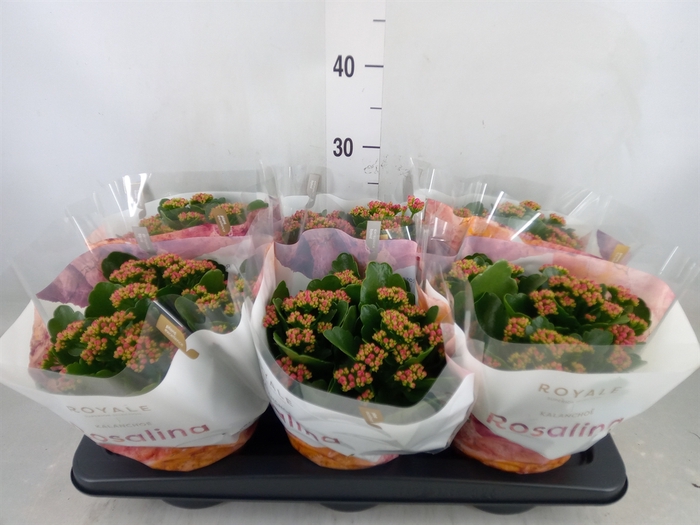 <h4>Kalanchoe blos. 'RosDon Victorio'</h4>