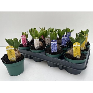 Hyacinthus mix 9Ø 16cm 1pp