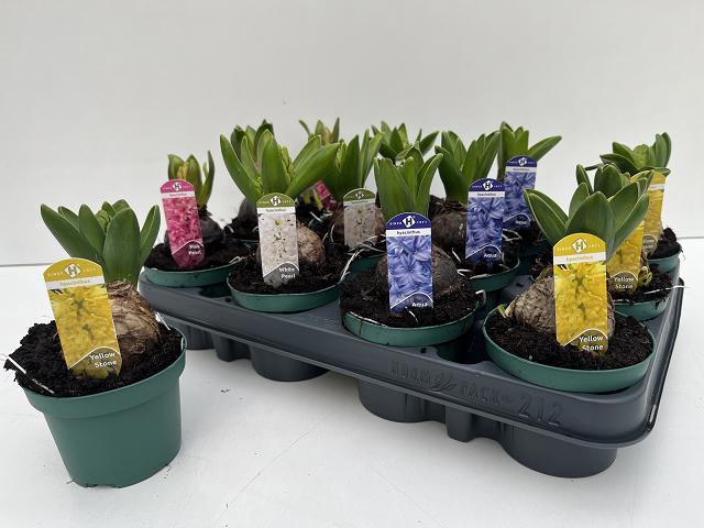 Hyacinthus mix 9Ø 16cm 1pp