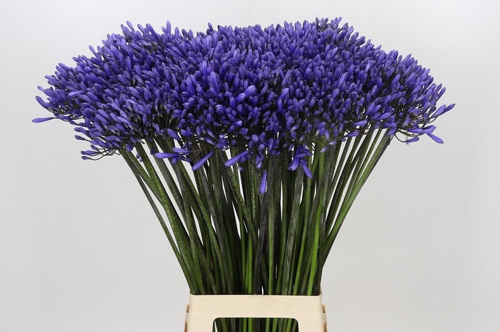 <h4>Agapanthus Dr Brouwer</h4>