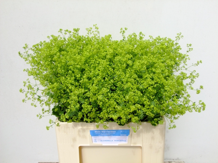 <h4>Alchemilla Robustica 60cm</h4>