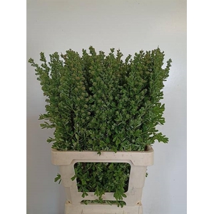SPIRAEA NIP SNOWMOUN