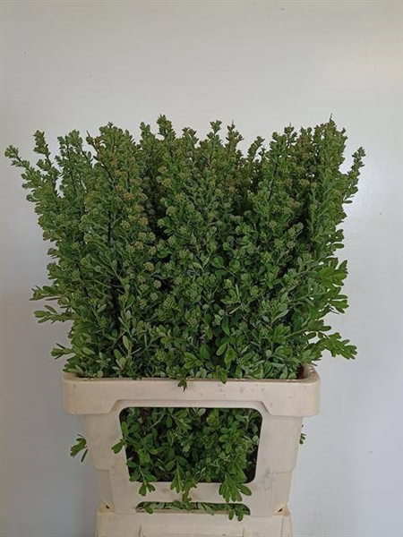 <h4>SPIRAEA NIP SNOWMOUN</h4>