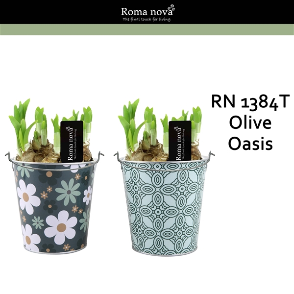 <h4>1384T - Olive Oasis (Tete a Tete)</h4>