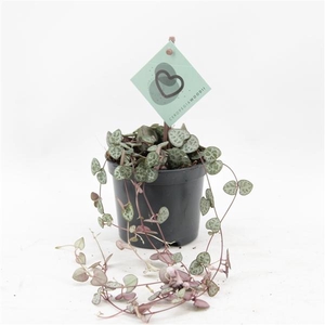 Ceropegia woodii ssp. woodii