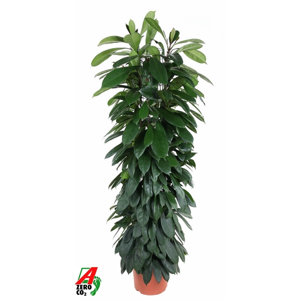 <h4>Ficus Cyatistipula zuil P29 (NO GAP)</h4>