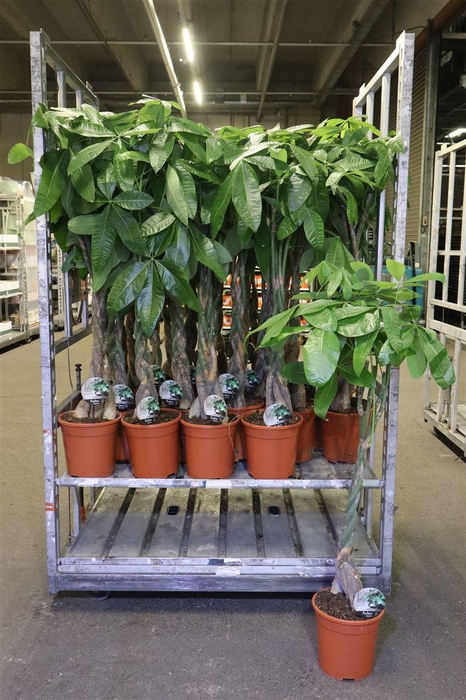 <h4>Pachira Aquatica</h4>