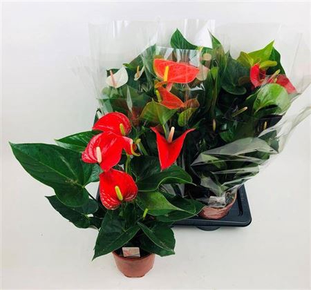 <h4>Anthu An Gem 4 Kl 5+ Xtra</h4>
