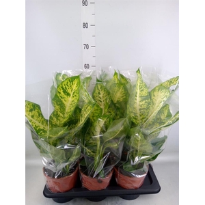 Dieffenbachia  'Mars'