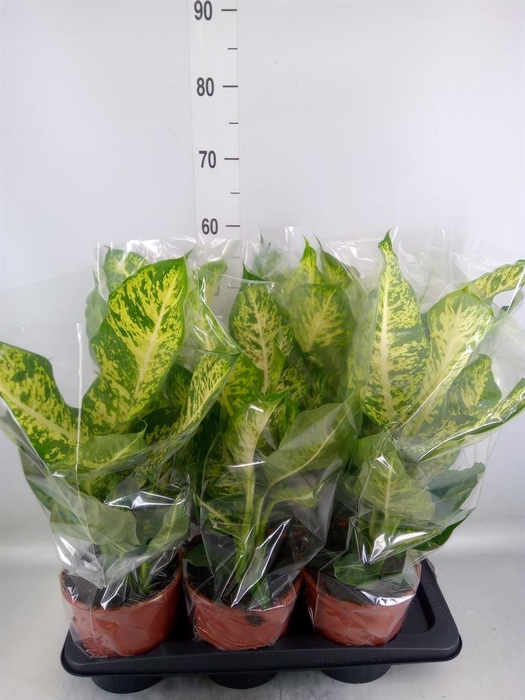 <h4>Dieffenbachia 'Mars'</h4>