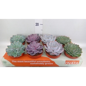 Echeveria ...mix