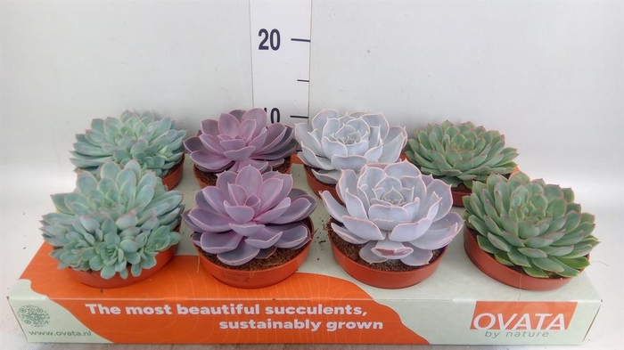 <h4>Echeveria   ...mix</h4>