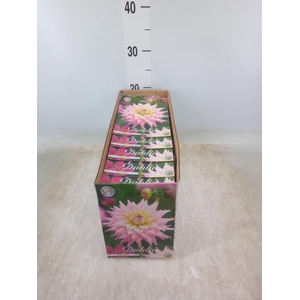 Dahlia   ...flowerbulbs