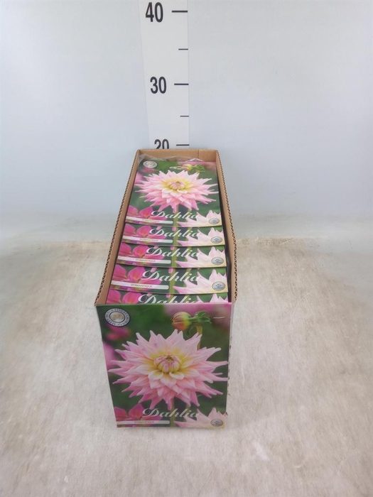 <h4>Dahlia   ...flowerbulbs</h4>